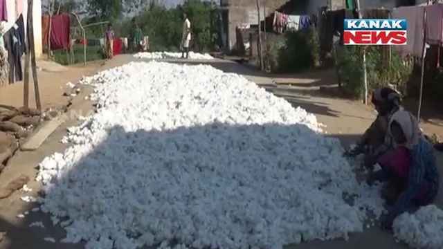 ଚିନ୍ତାରେ କପା ଚାଷୀ । ଅମଳ ହୋଇଛି କପା ହେଲେ ବିକ୍ରି ପାଇଁ ଖୋଲୁନି ମଣ୍ଡି