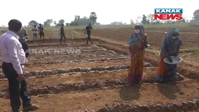 ଚାଷୀଙ୍କ ପାଇଁ ସରକାରଙ୍କ ‘ମୋ ଉପକାରି ବଗିଚା’ ଯୋଜନା । ଯାଜପୁର ଜିଲ୍ଲାର ଚାଷୀ ଏହି ଯୋଜନାରେ ଚାଷ କରି ହୋଇଛନ୍ତି ଲାଭବାନ