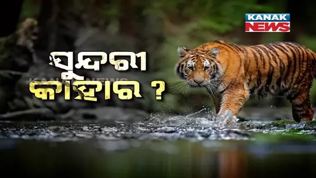 ‘ସୁନ୍ଦରୀ’ କାହାର? ଓଡିଶାର ନା ମଧ୍ୟପ୍ରଦେଶର ? ଓଡ଼ିଶାରୁ ଫେରିଯିବ ବାଘୁଣୀ ସୁନ୍ଦରୀ । ସାତକୋଶିଆ ସ୍ଥିତି ସ୍ୱାଭାବିକ ନହେବା ଯାଏ ହେବନାହିଁ ବାଘ ସ୍ଥାନାନ୍ତରଣ ।