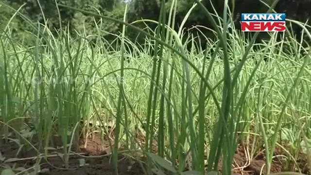 ତଳି ଦେଇଛି ରୋଜଗାର । ପିଆଜ ତଳି ବିକ୍ରି ଲାଭବାନ ହେଉଛନ୍ତି କୁଚିଣ୍ଡା ଅଂଚଳର ଚାଷୀ । ହେଲେ ପ୍ରଶାସନ ପର୍ଯ୍ୟାପ୍ତ ମଂଜି ଯୋଗାଇ ଦେଉନଥିବାରୁ କ୍ଷତିଗ୍ରସ୍ତ ଚାଷୀ