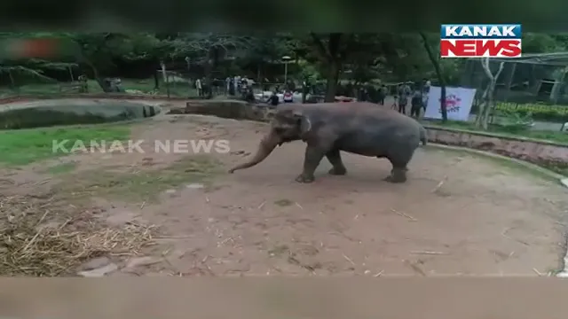 ପାକିସ୍ତାନ ଛାଡିଲା ଏକୁଟିଆ ରହୁଥିବା ହାତୀ କାୱନ । ଇସଲାମାବାଦର ଚିଡିଆଖାନାରୁ କମ୍ବୋଡିଆ ଅଭୟାରଣ୍ୟକୁ କରାଗଲା ଏୟାରଲିଫ୍ଟ