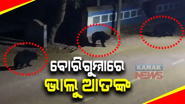 କୋରାପୁଟ ବୋରିଗୁମ୍ମାରେ ଭାଲୁ ଆତଙ୍କ : ଲଦିଯୋଡି ଗାଁରେ ଘୁରିବୁଲୁଛନ୍ତି ୬ଟି ଭାଲୁ; ଆକ୍ରମଣରେ ଜଣେ ମହିଳା ଗୁରୁତର