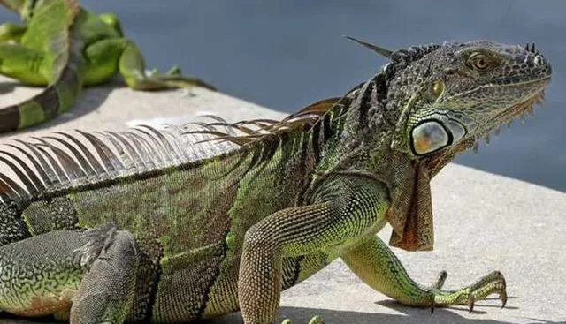 ଆକାଶରୁ ହୋଇପାରେ ଝିଟିପିଟି ବର୍ଷା । ଏମିତି ସନ୍ଦେହ କରି ନିଜ ଦେଶର ନାଗରିକଙ୍କ ସତ୍ତର୍କ କଲା ଏହି ଦେଶ