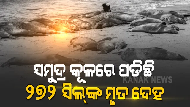 ସମୁଦ୍ର କୂଳରେ ପଡିରହିଛି ୨୭୨ ଟି ସିଲ୍ ଙ୍କ ମୃତ ଦେହ । ଚିନ୍ତାରେ ପରିବେଶ ବିଜ୍ଞାନୀ । ଖୋଜୁଛନ୍ତି ମୃତ୍ୟୁର କାରଣ