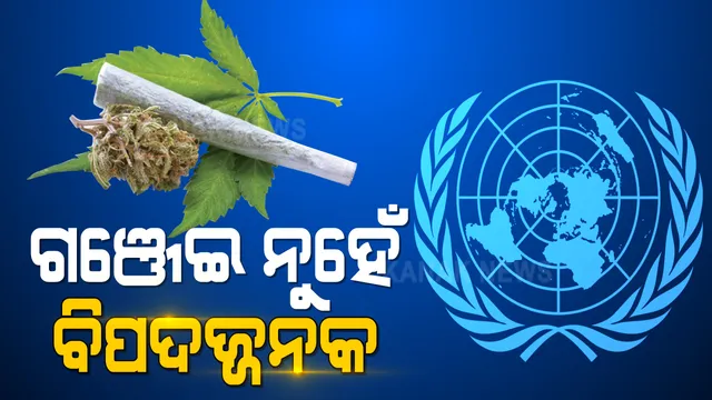 ଗଞ୍ଜେଇକୁ ନେଇ ଆଭିମୁଖ୍ୟ ରଖିଲା ମିଳିତ ଜାତିସଂଘ । କହିଲା, ବିପଦଜ୍ଜନକ ନିଶା ଦ୍ରବ୍ୟ ନୁହେଁ ଗଞ୍ଜେଇ । ବିପଦଜ୍ଜନକ ତାଲିକାରୁ ହଟାଇବା ପାଇଁ ଭାରତ ବି ଦେଲା ମତ