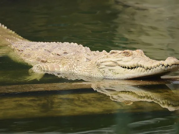 ପର୍ଯ୍ୟଟନ ଋତୁରେ ଭିତରକନିକାରେ ପର୍ଯ୍ୟଟନଙ୍କ ଭିଡ : କୁମ୍ଭୀର ଗୋରୀକୁ ଦେଖିବା ପାଇଁ ପର୍ଯ୍ୟଟନ ଆକୃଷ୍ଟ 