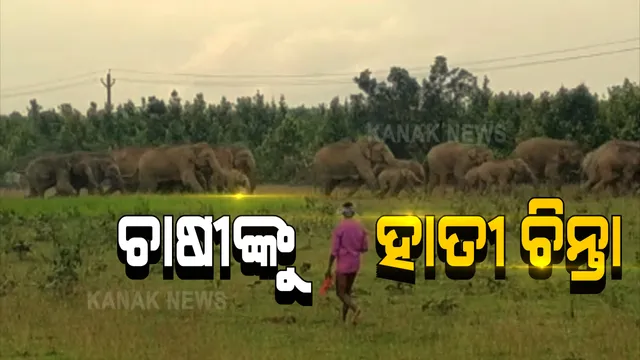 ଚାଷୀଙ୍କୁ ଘାରିଛି ହାତୀ ଚିନ୍ତା । ସୁବର୍ଣ୍ଣପୁରରେ ଏକର ଏକର ଧାନ ଫସଲ ନଷ୍ଟ କରୁଛନ୍ତି ହାତୀପଲ । ଘଉଡାଇବାକୁ ମଞ୍ଚାରେ ମଣିଷ ।