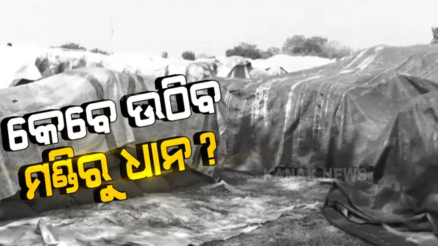 ଅଦିନିଆ ବର୍ଷାରେ ମଣ୍ଡିରେ ଭିଜିଲା ଧାନ: କୁଚିଣ୍ଡାରୁ ଆସିଲା ଚାଷୀଙ୍କ ଦୁର୍ଦ୍ଦଶାର ଚିତ୍ର; କୁଚିଣ୍ଡା ଉପଖଣ୍ଡରେ ଏବେବି ପଡି ରହିଛି ହଜାର ହଜାର ବସ୍ତା ଧାନ