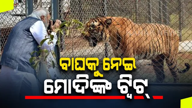 ଦେଶରେ ବଢିଛି ଚିତାବାଘଙ୍କ ସଂଖ୍ୟା । ସରକାରଙ୍କ ବନ୍ୟଜନ୍ତୁ ସଂରକ୍ଷଣ ବ୍ୟବସ୍ଥାର ସଫଳତା । ଟ୍ୱିଟ୍ କରି ଜଣାଇଲେ ପ୍ରଧାନମନ୍ତ୍ରୀ