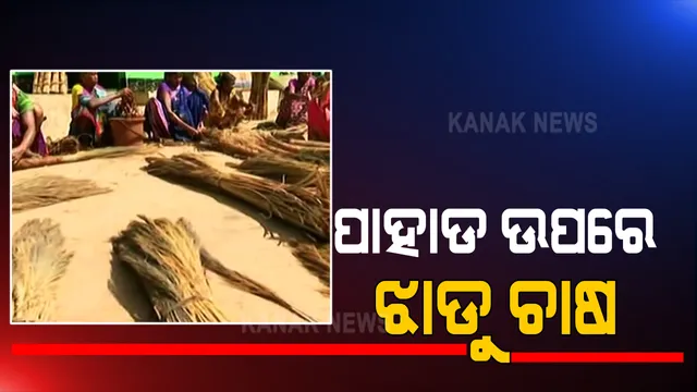 ପାହାଡ ଉପରେ ଝାଡୁ ଚାଷ । କୋରାପୁଟ ସେମିଳିଗୁଡା ଲୋକଙ୍କ ପାଇଁ ପାଲଟିଲା ରୋଜଗାରର ନୂଆ ମାଧ୍ୟମ । ବଜାରରେ ଭଲ ବିକ୍ରି, ପ୍ରୋତ୍ସାହନକୁ ଅପେକ୍ଷା