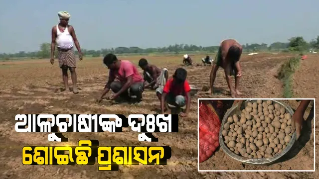 ରାଜ୍ୟର ଆଳୁଚାଷୀଙ୍କୁ ହତାଦର, ସମାଧାନ ହେଉନି ବର୍ଷ ବର୍ଷର ସମସ୍ୟା । ପଡୋଶୀ ରାଜ୍ୟରୁ ଆମଦାନୀ ହେଉଛି ଆଳୁ