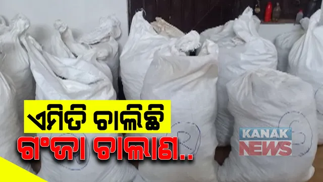 ପୁଣି ଜୟପୁରରୁ ଧରାପଡିଲା ବିପୁଳ ପରିମାଣର ଗଂଜେଇ: ଲମତାପୁଟ ଅଂଚଳରୁ ୩ ଗାଡିରୁ ଜବତ ଦେଲା ୭ କ୍ୱିଂଟାଲରୁ ଅଧିକ ଗଂଜା; ଗାଡି ଜବତ, ଗଂଜେଇ ମାଫିଆ ଫେରାର