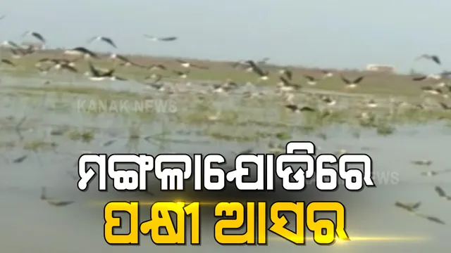 ଶୀତ ବଢୁଛି, ମଙ୍ଗଳାଯୋଡିରେ ବିଦେଶାଗତ ପକ୍ଷୀଙ୍କ ଭିଡ ଜମୁଛି । ପ୍ରତିବର୍ଷ ୨୦୦ରୁ ଅଧିକ ପ୍ରଜାତିର ପକ୍ଷୀଙ୍କ ହୁଏ ଆଗମନ, ଏଥର କରୋନା ପାଇଁ ଖାଁ ଖାଁ ପକ୍ଷୀ ଅଭୟାରଣ୍ୟ ।