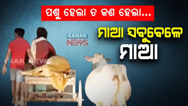 ମଣିଷ ସମାଜରେ ମମତାର ମୂଲ ବୁଝେଇଦେଲା ପଶୁ । ଆହତ ବାଛୁରୀ ପଛରେ ୩ କିଲୋମିଟର ଦୌଡି ଦୌଡି ପଶୁ ଡାକ୍ତରଖାନା ଗଲା ମାଆ ଗାଈ ।