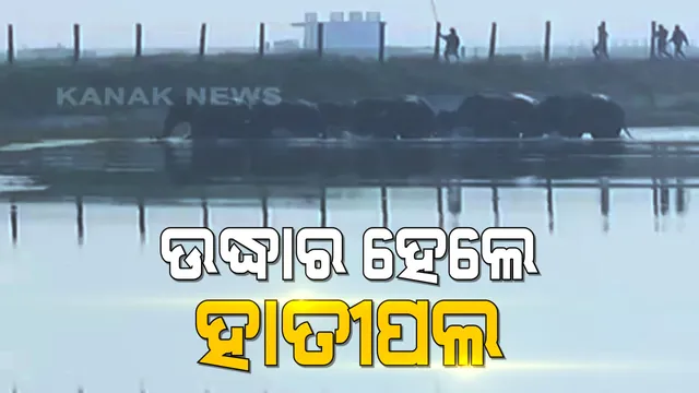 ଗଞ୍ଜାମ ଚିକିଟି ବାହୁଦା ହ୍ରଦ ଭିତରେ ଫସିଲେ ହାତୀପଲ : ଉଦ୍ଧାର ପରେ ଛଡାଗଲା ନିକଟସ୍ଥ ଜଙ୍ଗଲ