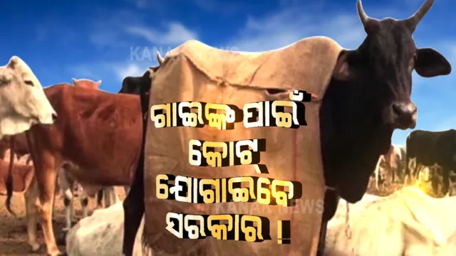 ଗାଈ ମାନଙ୍କୁ ଥଣ୍ଡାରୁ ରକ୍ଷା କରିବାକୁ ସରକାରଙ୍କ ସ୍ୱତନ୍ତ୍ର ଯୋଜନା । ପ୍ରତ୍ୟେକ ଗାଈଙ୍କୁ ଶୀତବସ୍ତ୍ର ଯୋଗାଇବାକୁ ସରକାର ପ୍ରସ୍ତୁତ
