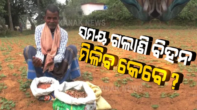 ସମୟ ଗଲାଣି ହେଲେ ଚାଷୀଙ୍କୁ ମିଳିଲା ନାହିଁ ଚିନାବାଦାମ ବିହନ । ୩୪ ହଜାର କ୍ୱିଣ୍ଟାଲ ବାଦାମ ବିହନ ଦରକାର ଥିବା ବେଳେ ମିଳିଛି ମାତ୍ର ୩୦୦ କ୍ୱିଣ୍ଟାଲ ବିହନ