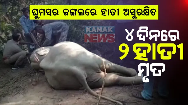 ଘୁମସର ଜଙ୍ଗଲରେ ଅସୁରକ୍ଷିତ ହାତୀ : ୪ ଦିନରେ ମଲେଣି ଦୁଇ ହାତୀ; କାରଣ ଅସ୍ପଷ୍ଟ ମୃତ୍ୟୁକୁ ନେଇ ଚିନ୍ତାରେ ବନ ବିଭାଗ