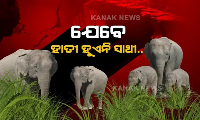 ରାତି ହେଲେ ଆସୁଛନ୍ତି ହାତୀ... ଚାଲୁଛି ହାତୀ ମଣିଷ ଲଢେଇ । ଦଳ ଦଳ କରି ମାଡି ଆସୁଛନ୍ତି, ଘରଦ୍ୱାର ଭାଙ୍ଗିଦେଉଛନ୍ତି । ନାକେଦମ୍ ବନ ବିଭାଗ ।