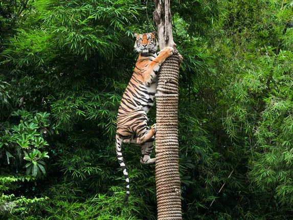 ପର୍ଯ୍ୟଟକଙ୍କ ପାଇଁ ଖୁସି ଖବର... ରିଲାଏନ୍ସ ଖୋଲିବାକୁ ଯାଉଛି ବିଶ୍ୱର ବୃହତ୍ତମ ଚିଡିଆଖାନା । ଜାଣନ୍ତୁ... ଏହା କେଉଁଠି ଅବସ୍ଥିତ ରହିବ ଏବଂ କେବେ ଖୋଲିବ