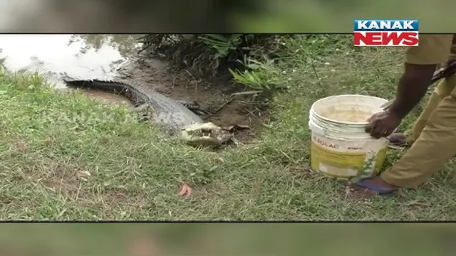 ପର୍ଯ୍ୟଟନ ଋତୁରେ ଭିତରକନିକାରେ ପର୍ଯ୍ୟଟକଙ୍କ ଭିଡ । ପ୍ରାକୃତିକ ସୌନ୍ଦର୍ଯ୍ୟ ସହ ୪୭ ବର୍ଷିୟ ପ୍ରସିଦ୍ଧ କୁମ୍ଭୀର ଗୋରୀ’କୁ ଦେଖିବାକୁ ଲାଗୁଛି ଗହଳି