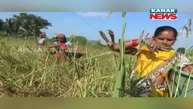 ପାରମ୍ପରିକ ଖାଦ୍ୟର ହେଲା ବ୍ୟବସାୟୀ କରଣ । ମାଣ୍ଡିଆ ଆଣିଲା ଆଦିବାସୀଙ୍କ ମୁହଁରେ ହସ । ସରକାରଙ୍କ ମିଲେଟ ମିଶନ ଦେଖାଇଲା ନୂଆ ବାଟ 