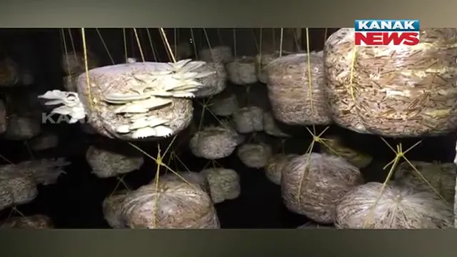 ଇଚ୍ଛା ଶକ୍ତି ଆଗରେ ହାରମାନେ ସବୁ ସମସ୍ୟା । ବାଟ ଓଗାଳି ପାରିନି ବାଲିଆପାଳର ଯଶୋବନ୍ତଙ୍କ ଶାରୀରିକ ଅସୁବିଧା । ଛତୁ ଚାଷ କରି ପରିବାର ପ୍ରତିପୋଷଣ ପାଇଁ ଜାରି ରଖିଛନ୍ତି ସଂଘର୍ଷ