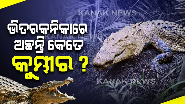 ଭିତରକନିକାରେ ବଢ଼ିଲା ଧଳା କୁମ୍ଭୀରଙ୍କ ସଂଖ୍ୟା: ପ୍ରାକୃତିକ ପରିବେଶରେ ବିଶ୍ୱରେ ସବୁଠୁ ଅଧିକ; ୧୮ ଫୁଟର ଅଣ୍ଡିରା ଓ ୧୬ ଫୁଟର ମାଈ ଧଳା କୁମ୍ଭୀର ଠାବ