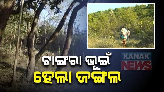 ଟାଙ୍ଗରା ଭୂଇଁ ହେଲା ଜଙ୍ଗଲ: ଜଙ୍ଗଲ ସୁରକ୍ଷା ପାଇଁ ବାଉଁଶ ଭେଳା ଡ୍ୟାମରେ ପାର; ୨୦ ବର୍ଷ ହେଲା ଅନୁଗୁଳର କୁଲେଇ ଗାଁଲୋକେ ଜଙ୍ଗଲକୁ ଦେଉଛନ୍ତି ସୁରକ୍ଷା