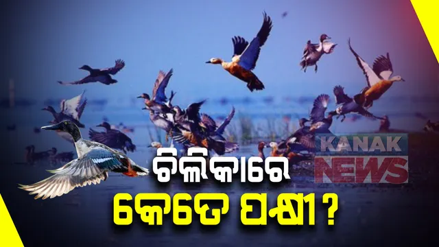 ଚିଲିକାରେ ପକ୍ଷୀ ଗଣନା : ଗତବର୍ଷ ତୁଳନାରେ ଚଳିତ ବର୍ଷ ବଢିଛି ବିଦେଶୀ ପକ୍ଷୀ ସଂଖ୍ୟା