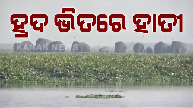 ପକ୍ଷୀ ଗଣୁ ଗଣୁ ହାବୁଡିଲେ ହାତୀ ପଲ । ଚିଲିକା ବାଲିପାଟପୁରରେ ହାତୀ ପଲଙ୍କୁ ଦେଖିଲେ ପକ୍ଷୀ ଗଣନାକାରୀ । କାଦୁଅ ଫଶିଥିବା ଛୁଆ ହାତୀକୁ ଉଦ୍ଧାର କରିବା ପାଇଁ ଏକାଠି ହେଲେ ୧୩ଟି ହାତୀ 