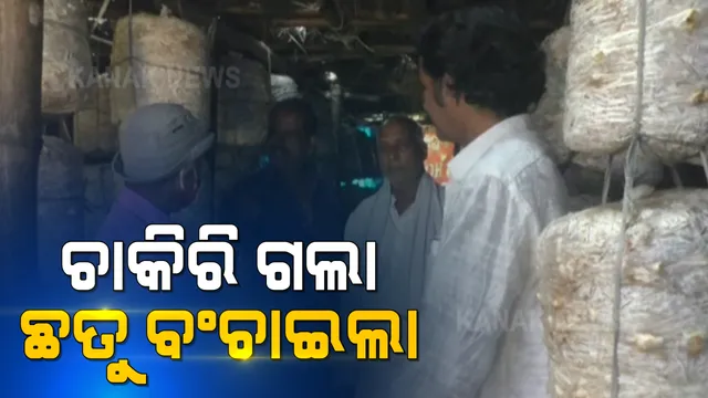 ଭୂମିହୀନ ପରିବାର ମୁହଁରେ ଆହାର ଯୋଗାଇଛି ଛତୁ । ଚାକିରି ହରାଇ ପରିବାର ପ୍ରତିପୋଷଣ ପାଇଁ ଧର୍ମଶାଳାରେ ଛତୁଚାଷ ଆରମ୍ଭ କଲେ ବୁଟୁକୁନୁ