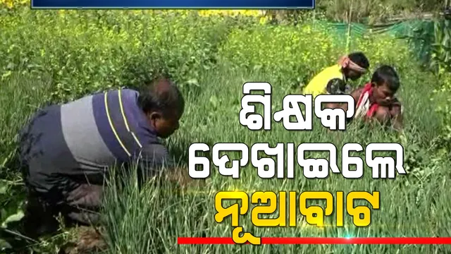 ତାଲାବନ୍ଦ ବେଳେ ଶିକ୍ଷକ ପାଇଲେ ଆତ୍ମନିର୍ଭରଶୀଳତାର ନୂଆ ଦିଗ । କିଚେନ ଗାର୍ଡନ କରି କାଟୁଥିଲେ ସମୟ । ହେଲେ ନୂଆ ରୋଜଗାରର ବାଟ ଫିଟାଇଲା ଶ୍ରୀଧରଙ୍କ ଉଦ୍ୟମ 