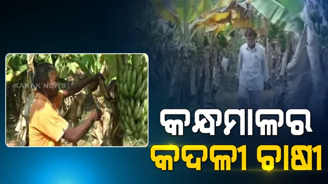 କନ୍ଧମାଳର କଦଳୀଚାଷୀ ହରିଶ୍ଚନ୍ଦ୍ର । ଅଢେଇ ଏକର ଜମିରେ ଜୈବିକ ପଦ୍ଧତିରେ କରୁଛନ୍ତି ଚାଷ । ଲାଭଜନକ ଫସଲରୁ ପାଉଛନ୍ତି ଲାଭ ।  