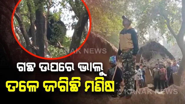 ଗଛ ଉପରେ ଭାଲୁ...ତଳେ ଜଗିଛି ମଣିଷ : ବୋରିଗୁମ୍ମା ବ୍ଲକ ଆଉଁଳି ଗାଁରୁ ଆସିଛି ଏଭଳି ଚିତ୍ର; ଭାଲୁକୁ ଧରିବାକୁ ବନବିଭାଗର ଉଦ୍ୟମ