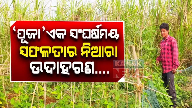 ଉଚ୍ଚ ଶିକ୍ଷିତ ହୋଇବି ପୂଜା ଭୁଲିନାହାଁନ୍ତି ନିଜର ଦାୟିତ୍ୱ: ଚାକିରି ପଛରେ ନଧାଇଁ ବାପାଙ୍କ ବୃତ୍ତିକୁ ନେଇଛନ୍ତି ଆଦରି; କ୍ଷେତରେ ସୁନାର ଫସଲ ଫଳାଇବା ସହ ନିଜେ କରୁଛନ୍ତି ବେପାର