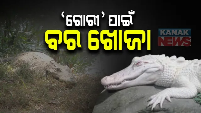 'ଗୋରୀ' କୁମ୍ଭୀର ପାଇଁ ଖୋଜା ଚାଲିଛି ସାଥୀ: ଭିତରକନିକା ବାହାରୁ ବଉଳା କୁମ୍ଭୀର ଆଣିବାକୁ ଚାଲିଛି ଯୋଜନା