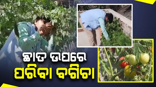 ତାଲା ବନ୍ଦ ବେଳେ ଚାଷୀ ବନିଲେ ଶିକ୍ଷକ । ଛାତ ଉପରେ କଲେ ପରିବା ଚାଷ । 