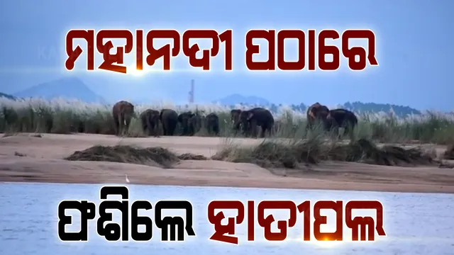 ମହାନଦୀ ପଠାରେ ଫଶିଲେ ହାତୀ ପଲ । ଆଠଗଡ ସଂରକ୍ଷିତ ଜଙ୍ଗଲରୁ ଚନ୍ଦକା ଅଭୟାରଣ୍ୟକୁ ଫେରୁଥିବା ବେଳେ ବାଙ୍କୀ କଇଁମୁଣ୍ଡି ନିକଟରେ ଫଶିଛନ୍ତି ୮ଟି ହାତୀ ।