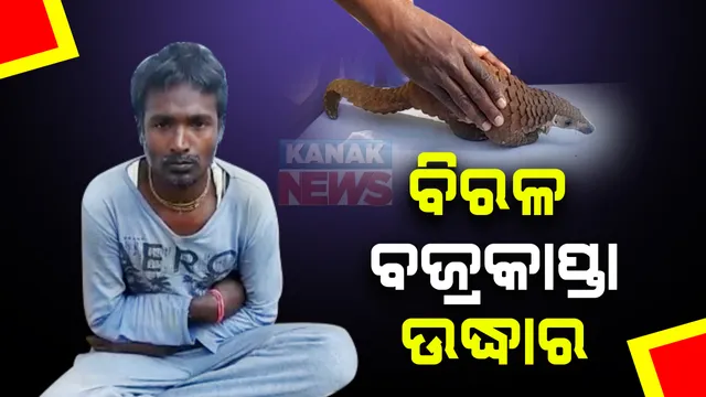 କୋରାପୁଟ ଜଙ୍ଗଲରେ ସକ୍ରିୟ ବଜ୍ରକାପ୍ତା ଚୋରାଚାଲାଣକାରୀ: ଜୟପୁରରୁ ବିରଳ ବଜ୍ରକାପ୍ତା ଉଦ୍ଧାର; ଜଣେ ଗିରଫ