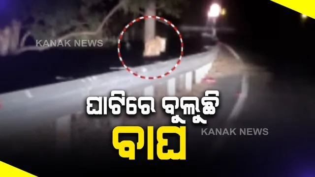 କଳାହାଣ୍ଡି ଆମପାଣି ଘାଟିରେ ବୁଲୁଛି କଲରାପତରିଆ ବାଘ : ଆଗେ ଆଗେ ଗାଡି ପଛେ ପଛେ ବାଘ; ମୋବାଇଲରେ କଏଦ ହେଲା ବାଘର ଚିତ୍ର 