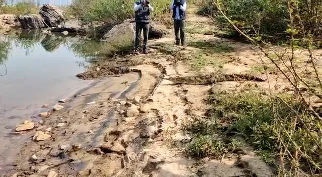 ସାତକୋଶିଆରେ ଘଡିଆଳ କୁମ୍ଭୀର : ନନ୍ଦନକାନନ ପ୍ରାଣୀ ଉଦ୍ୟାନରୁ ଆଣି ଛଡାଗଲା ଘଡିଆଳ କୁମ୍ଭୀର