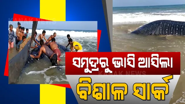 ସମୁଦ୍ରରୁ ଭାସି ଆସିଲା ବିଶାଳ ସାର୍କ : ସାର୍କକୁ ସମୁଦ୍ର ଭିତରକୁ ସୁରକ୍ଷିତ ସ୍ଥାନାନ୍ତର କଲେ ସ୍ଥାନୀୟ ଲୋକେ