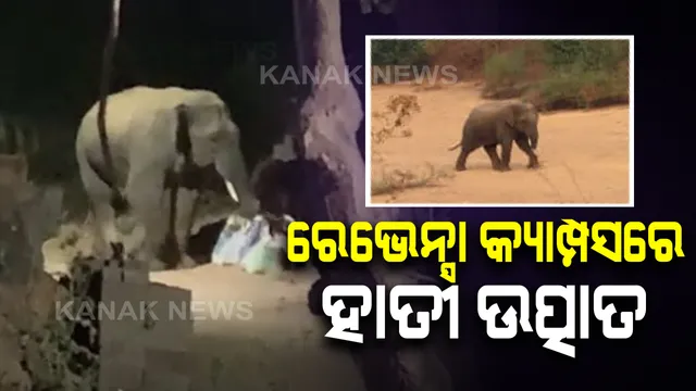 ବିଶ୍ୱବିଦ୍ୟାଳୟ କ୍ୟାମ୍ପସରେ ହାତୀ ଆତଙ୍କ : ନରାଜ ସ୍ଥିତ ରେଭେନ୍ସା ବିଶ୍ୱବିଦ୍ୟାଳୟର ଦ୍ୱିତୀୟ କ୍ୟାମ୍ପସରେ ରାତି ଅଧିଆ ହାତୀଙ୍କ ଉତ୍ପାତ