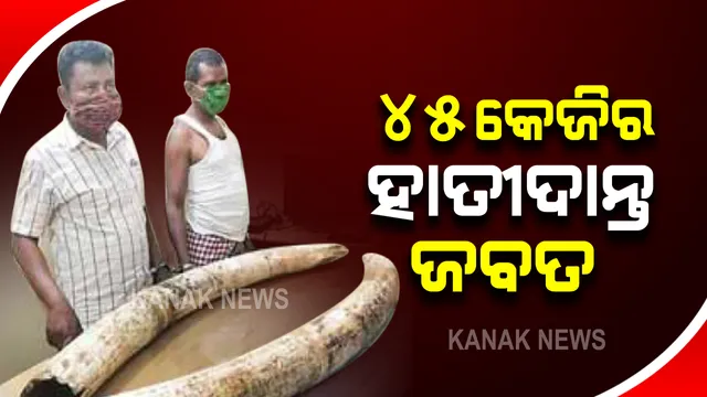 ଧରାପଡ଼ିଲା ୪୫ କେଜି ହାତୀଦାନ୍ତ : ଉଦଳା ବନାଂଚଳ ଅଧୀନସ୍ଥ ଅଙ୍ଗାରପଡ଼ା ଗାଁରୁ ହେଲା ଠାବ; ବନବିଭାଗ କର୍ମଚାରୀ ଗ୍ରାହକ ସାଜି ଧରିଲେ କାରନାମା