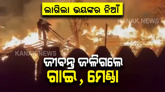 ଅନୁଗୁଳର ବନ୍ତଳା ଥାନା ଖାଲିଗାଁରେ ଭୟଙ୍କର ନିଆଁ : ଲକ୍ଷାଧିକ ଟଙ୍କାର ସମ୍ପତି ନଷ୍ଟ; ଗାଇଗୋରୁ ଜୀବନ୍ତ ଦଗ୍ଧ