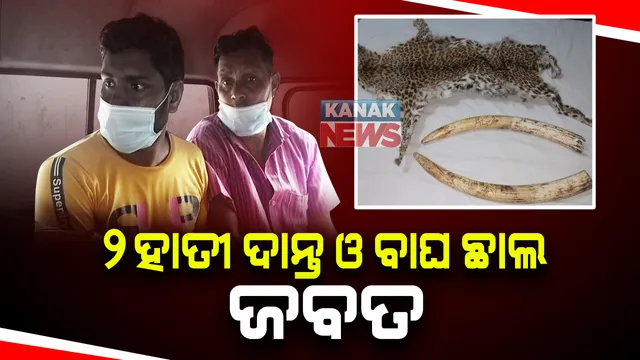 କେନ୍ଦୁଝରରୁ ୨ ହାତୀ ଦାନ୍ତ ଓ ବାଘ ଛାଲ ଜବତ : ଗ୍ରାହକ ବେଶରେ ଯାଇ ୩ ଜଣଙ୍କୁ ଗିରଫ କଲା କ୍ରାଇମବ୍ରାଂଚ ଏସଟିଏଫ