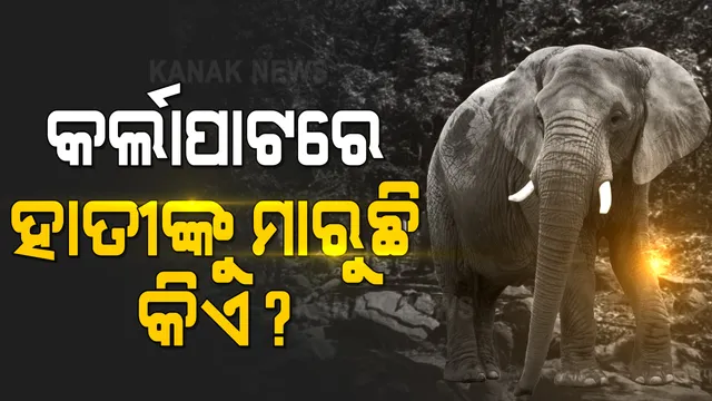କର୍ଲାପାଟ ଜଙ୍ଗଲରେ ହାତୀ ମୃତ୍ୟୁକୁ ନେଇ ଉଠିଲା ପ୍ରଶ୍ନ । ୧୪ ଦିନ ଭିତରେ ଆଖିବୁଜିଲେଣି ମୋଟ ୬ଟି ହାତୀ ।