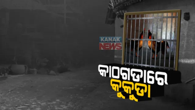 କାଠଗଡ଼ାରେ କୁକୁଡ଼ା...କୁକୁଡାର ହେବ ବିଚାର : ମୁକୁଳାଇବା ପାଇଁ ଆସୁନାହାନ୍ତି କେହି ଦାବିଦାର; କୋର୍ଟଙ୍କ ନିଷ୍ପତ୍ତିକୁ ସ୍ଥାନୀୟ ପୁଲିସର ଅପେକ୍ଷା