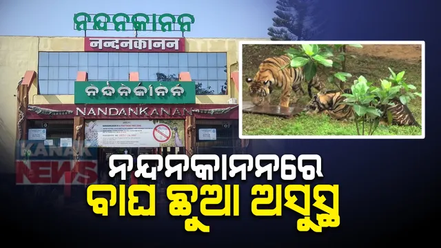 ନନ୍ଦନକାନନରେ ବାଘ ଛୁଆ ଲବ-କୁଶ ଅସୁସ୍ଥ । କାମଦେଉନି ସ୍ଥାନୀୟ ଡାକ୍ତରଙ୍କ ଚିକିତ୍ସା, ରାଜ୍ୟ ବାହାରର ବିଶେଷଜ୍ଞଙ୍କ ସହାୟତା ଲୋଡିଲେ ନନ୍ଦନକାନନ କର୍ତ୍ତୃପକ୍ଷ
